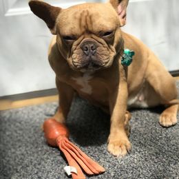 Shotty - French Bulldog