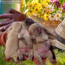 French Bulldog and Labrador Retriever Puppies from 888 Frenchies