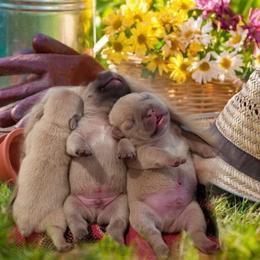French Bulldog and Labrador Retriever Puppies from 888 Frenchies