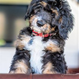 Bernedoodle Puppies from Alpine Bernedoodles