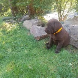 French Bulldog and Labrador Retriever Puppies from 888 Frenchies
