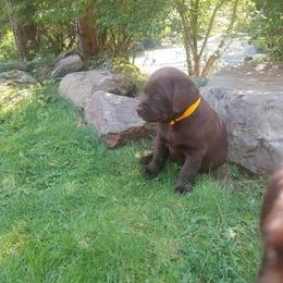 French Bulldog and Labrador Retriever Puppies from 888 Frenchies