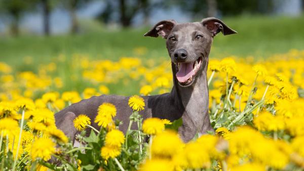 Find Italian Greyhound puppies for sale