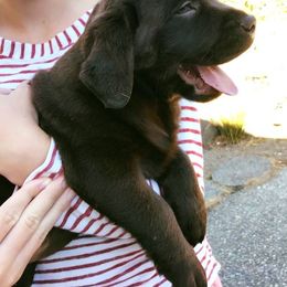 French Bulldog and Labrador Retriever Puppies from 888 Frenchies