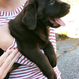 French Bulldog and Labrador Retriever Puppies from 888 Frenchies
