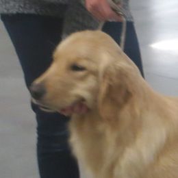 Squeeze - Golden Retriever
