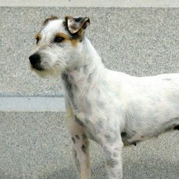Patsy - Jack Russell Terrier