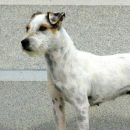 Patsy - Jack Russell Terrier