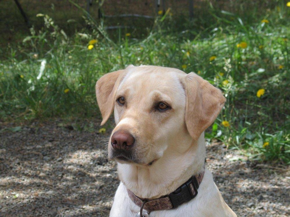 Badger Canyon Labrador Retrievers in Washington Labrador Retriever