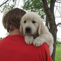 Perfect Peace Goldens breeder of Golden Retriever