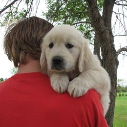 Perfect Peace Goldens breeder of Golden Retriever