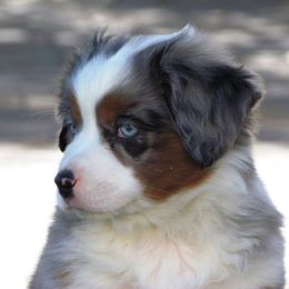 Harvest Wind Mini Americans breeder of Miniature American Shepherd