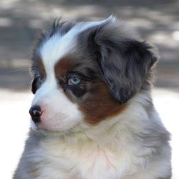 Harvest Wind Mini Americans breeder of Miniature American Shepherd