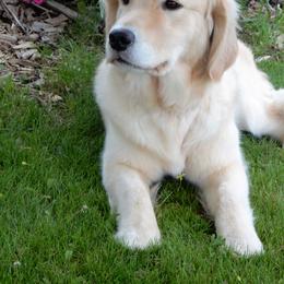 Nugget - Golden Retriever
