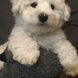 Bichon Frise Puppies from Bijou Bichon