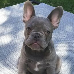 English Bulldog and French Bulldog All Grown Up from Superb Bulldogs