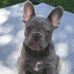 English Bulldog and French Bulldog All Grown Up from Superb Bulldogs