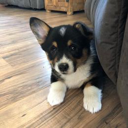 Pembroke Welsh Corgi Puppies from Rocking LJ Breeding