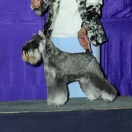 Cherrie - Miniature Schnauzer