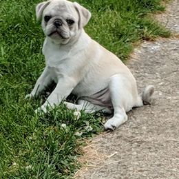 Pug Puppies from Peekaboo Pugs