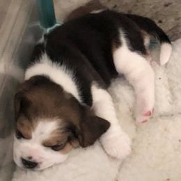 Great Dane and Beagle Puppies from Fleur de Lis