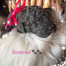 Poodle Puppies from Southern Standards Standard Poodles