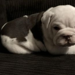 English Bulldog Puppies from Silver State Bulldogs