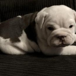 English Bulldog Puppies from Silver State Bulldogs