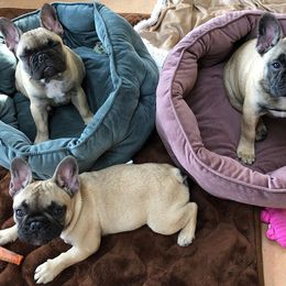  Puppies from Creme De La Creme French Bulldogs