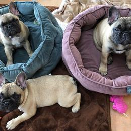  Puppies from Creme De La Creme French Bulldogs