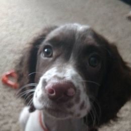 English Springer Spaniel Puppies from Whisky River Gun Dogs