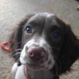 English Springer Spaniel Puppies from Whisky River Gun Dogs