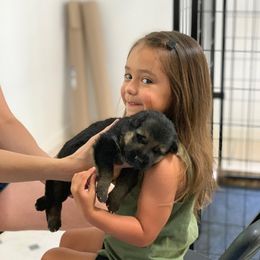 German Shepherd Puppies from Shenandoah German Shepherds