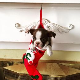 Boston Terrier and Pug Puppies from Menagerie Magnifique