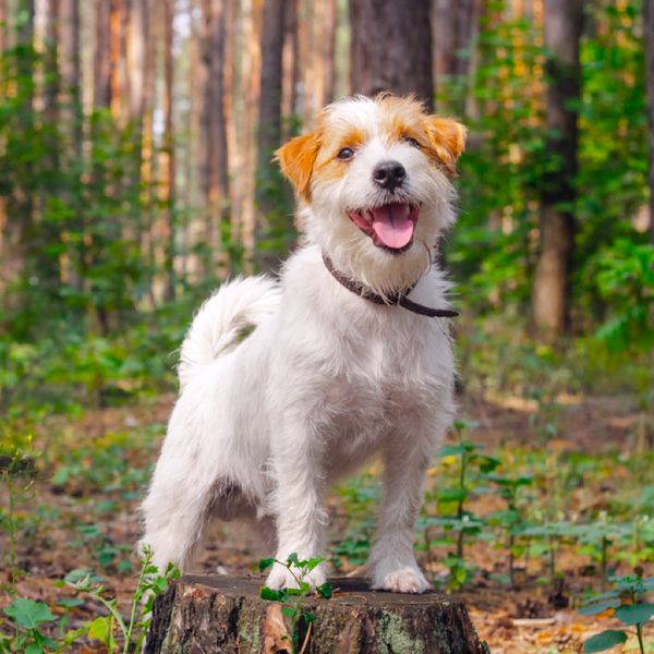 Jack Russell Terrier