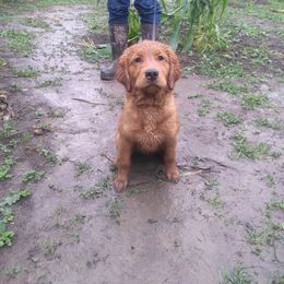 Columbia River Goldens breeder of Golden Retriever