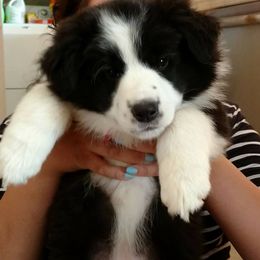 Border Collie Puppies from Flying S Border Collies