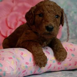 Poodle Puppies from Sunset Maple Poodles