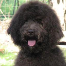 Goldendoodle adult dog