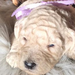 Poodle Puppies from Southern Standards Standard Poodles
