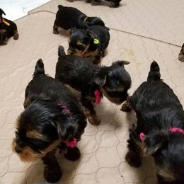 Yorkshire Terrier Puppies from Rosemark Kennel Yorkies