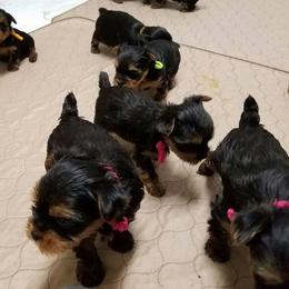 Yorkshire Terrier Puppies from Rosemark Kennel Yorkies
