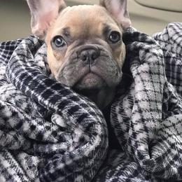 French Bulldog and Pembroke Welsh Corgi Puppies from Laurel Canyon Kennels