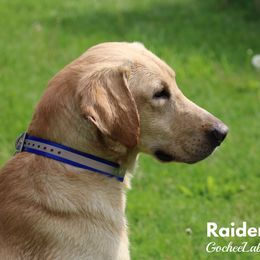 Raider - Labrador Retriever