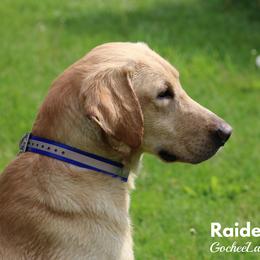 Raider - Labrador Retriever