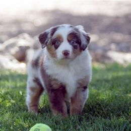 Miniature American Shepherd, Miniature Australian Shepherd, and Toy Australian Shepherd Puppies from MercyMe Miniature American Shepherds