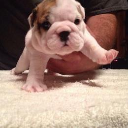 Bullmastiff and Bulldog Puppies from River Region Bullies