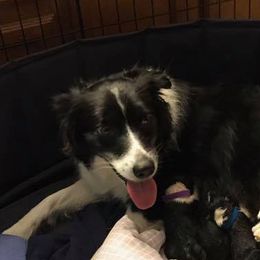 Ember - Border Collie