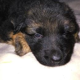 German Shepherd Puppies from Lost Creek German Shepherds LLC