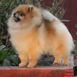Tommy - Pomeranian